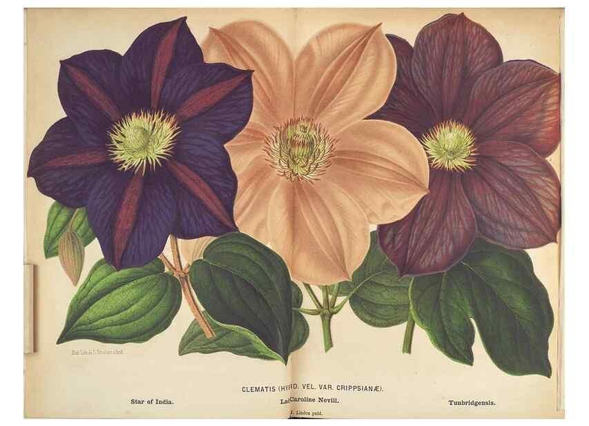 Reproducción/Reproduction 49690642671: L'Illustration horticole :. Gand, Belgium :Imprimerie et lithographie de F. et E. Gyselnyck,1854-1896.. 