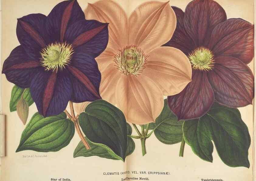 Reproducción/Reproduction 49690642671: L'Illustration horticole :. Gand, Belgium :Imprimerie et lithographie de F. et E. Gyselnyck,1854-1896.. 
