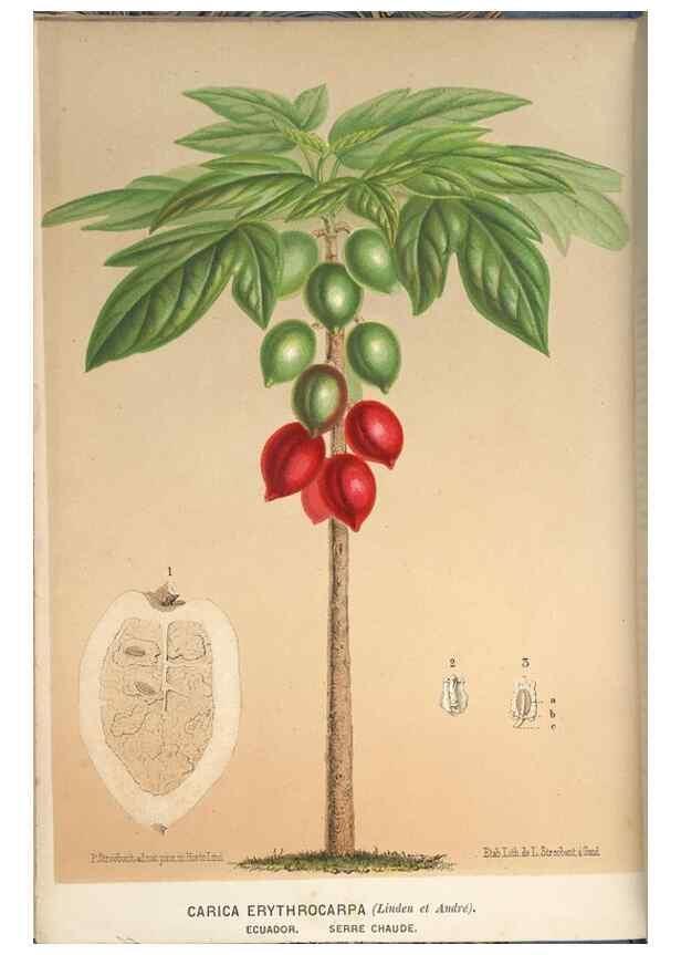 Reproducción/Reproduction 49690952647: L'Illustration horticole :. Gand, Belgium :Imprimerie et lithographie de F. et E. Gyselnyck,1854-1896.. 