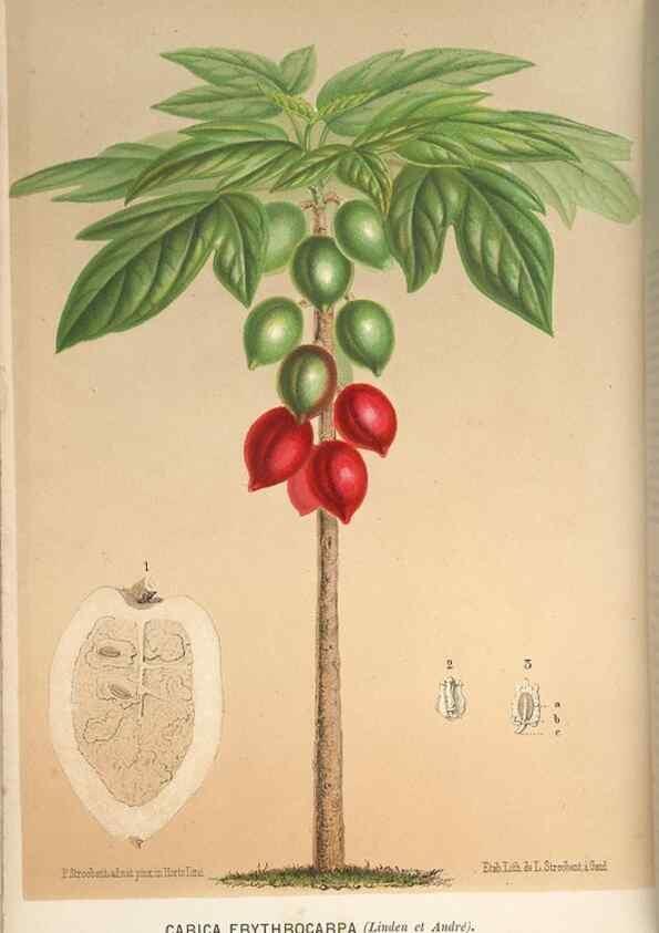 Reproducción/Reproduction 49690952647: L'Illustration horticole :. Gand, Belgium :Imprimerie et lithographie de F. et E. Gyselnyck,1854-1896.. 