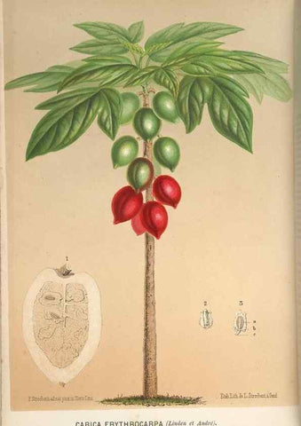 Reproducción/Reproduction 49690952647: L'Illustration horticole :. Gand, Belgium :Imprimerie et lithographie de F. et E. Gyselnyck,1854-1896.. 