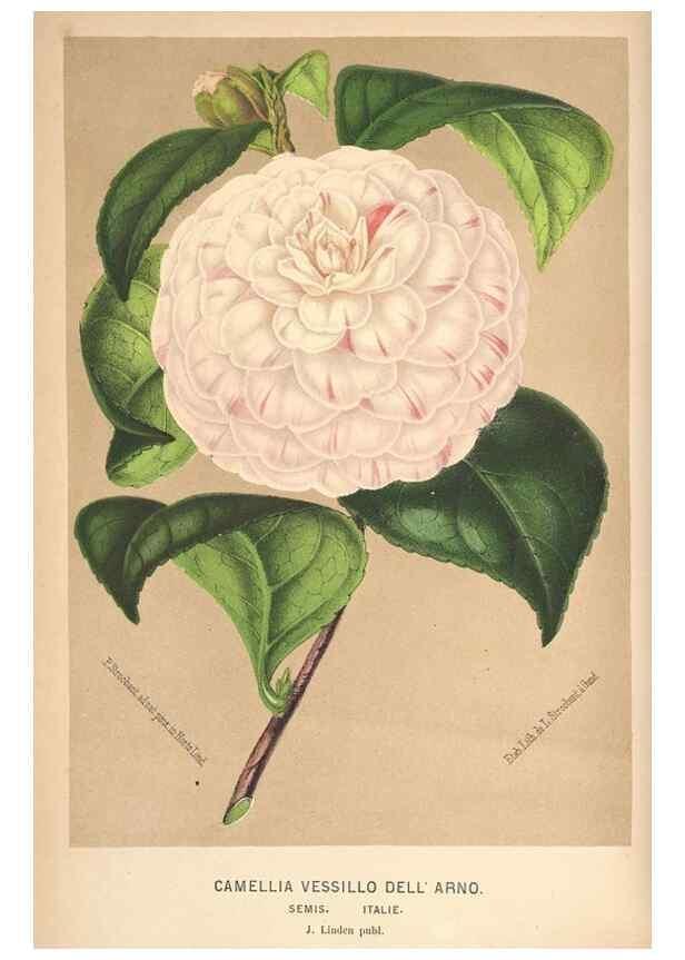 Reproducción/Reproduction 49690953042: L'Illustration horticole :. Gand, Belgium :Imprimerie et lithographie de F. et E. Gyselnyck,1854-1896.. 