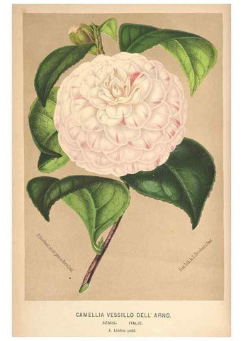 Reproducción/Reproduction 49690953042: L'Illustration horticole :. Gand, Belgium :Imprimerie et lithographie de F. et E. Gyselnyck,1854-1896.. 