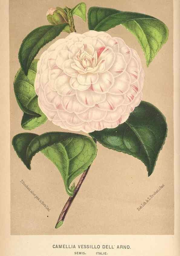 Reproducción/Reproduction 49690953042: L'Illustration horticole :. Gand, Belgium :Imprimerie et lithographie de F. et E. Gyselnyck,1854-1896.. 