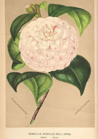 Reproducción/Reproduction 49690953042: L'Illustration horticole :. Gand, Belgium :Imprimerie et lithographie de F. et E. Gyselnyck,1854-1896.. 