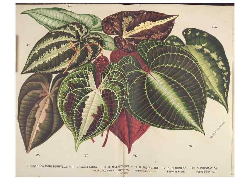 Reproducción/Reproduction 49690643636: L'Illustration horticole :. Gand, Belgium :Imprimerie et lithographie de F. et E. Gyselnyck,1854-1896.. 