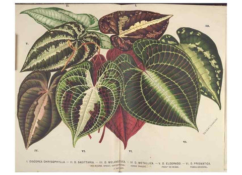 Reproducción/Reproduction 49690643636: L'Illustration horticole :. Gand, Belgium :Imprimerie et lithographie de F. et E. Gyselnyck,1854-1896.. 