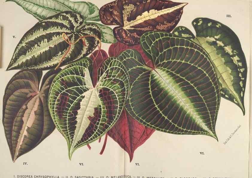 Reproducción/Reproduction 49690643636: L'Illustration horticole :. Gand, Belgium :Imprimerie et lithographie de F. et E. Gyselnyck,1854-1896.. 
