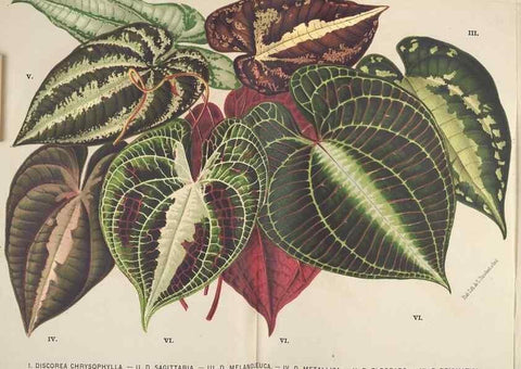 Reproducción/Reproduction 49690643636: L'Illustration horticole :. Gand, Belgium :Imprimerie et lithographie de F. et E. Gyselnyck,1854-1896.. 