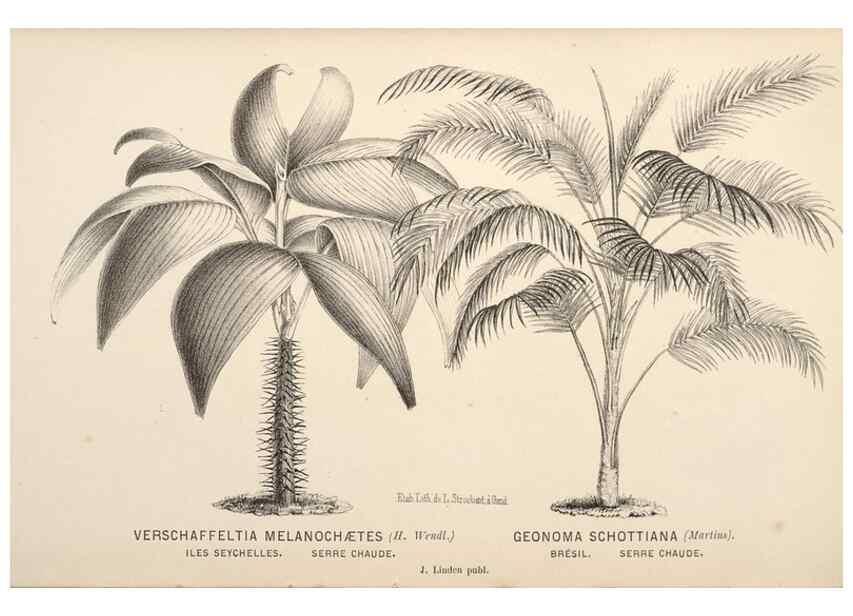 Reproducción/Reproduction 49690953517: L'Illustration horticole :. Gand, Belgium :Imprimerie et lithographie de F. et E. Gyselnyck,1854-1896.. 