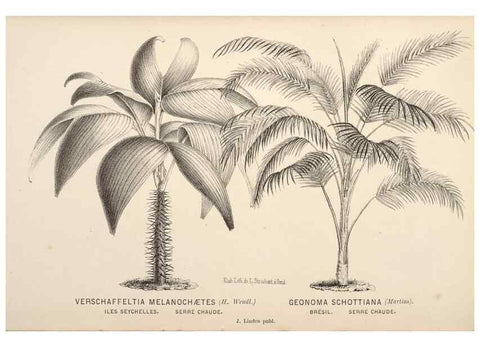 Reproducción/Reproduction 49690953517: L'Illustration horticole :. Gand, Belgium :Imprimerie et lithographie de F. et E. Gyselnyck,1854-1896.. 