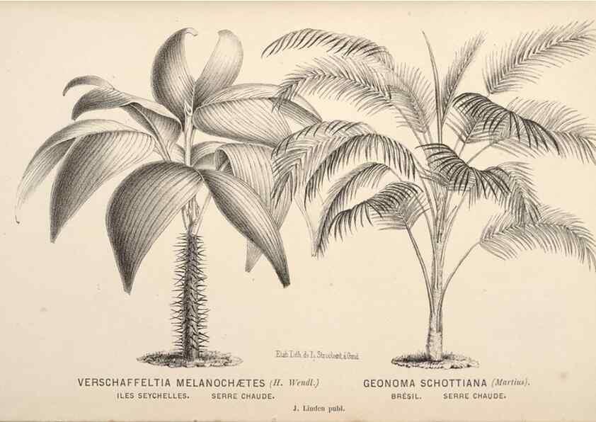 Reproducción/Reproduction 49690953517: L'Illustration horticole :. Gand, Belgium :Imprimerie et lithographie de F. et E. Gyselnyck,1854-1896.. 
