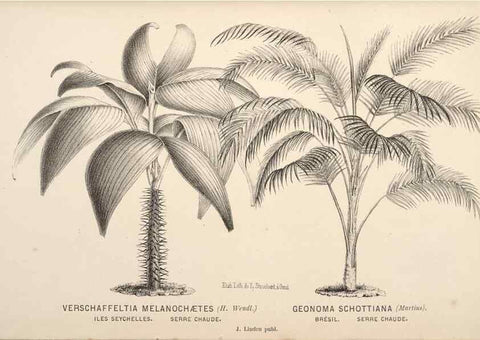 Reproducción/Reproduction 49690953517: L'Illustration horticole :. Gand, Belgium :Imprimerie et lithographie de F. et E. Gyselnyck,1854-1896.. 