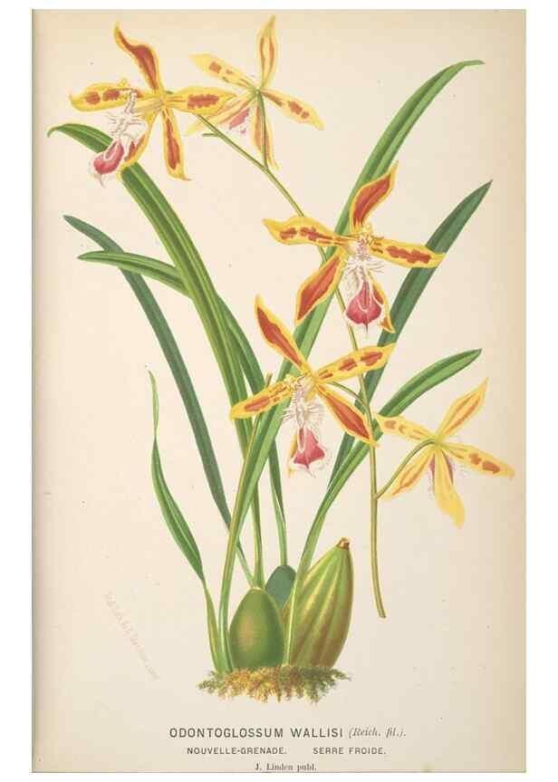 Reproducción/Reproduction 49690644316: L'Illustration horticole :. Gand, Belgium :Imprimerie et lithographie de F. et E. Gyselnyck,1854-1896.. 