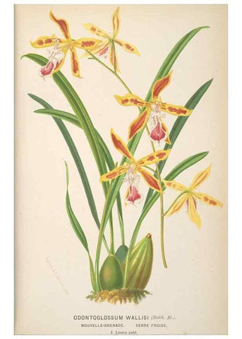Reproducción/Reproduction 49690644316: L'Illustration horticole :. Gand, Belgium :Imprimerie et lithographie de F. et E. Gyselnyck,1854-1896.. 