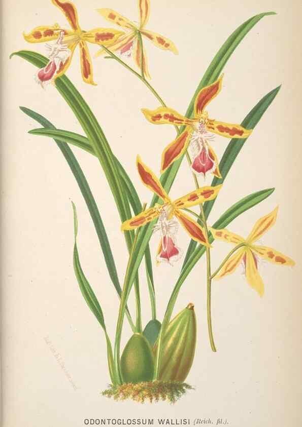 Reproducción/Reproduction 49690644316: L'Illustration horticole :. Gand, Belgium :Imprimerie et lithographie de F. et E. Gyselnyck,1854-1896.. 