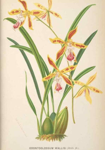 Reproducción/Reproduction 49690644316: L'Illustration horticole :. Gand, Belgium :Imprimerie et lithographie de F. et E. Gyselnyck,1854-1896.. 