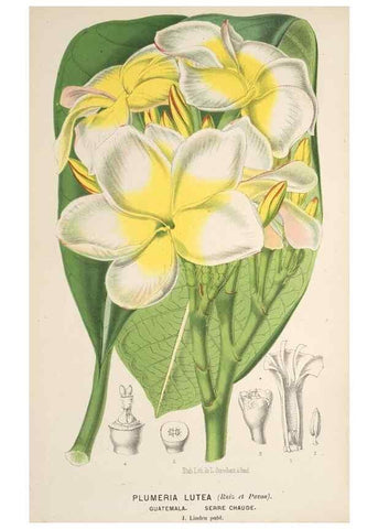 Reproducción/Reproduction 49690644641: L'Illustration horticole :. Gand, Belgium :Imprimerie et lithographie de F. et E. Gyselnyck,1854-1896.. 