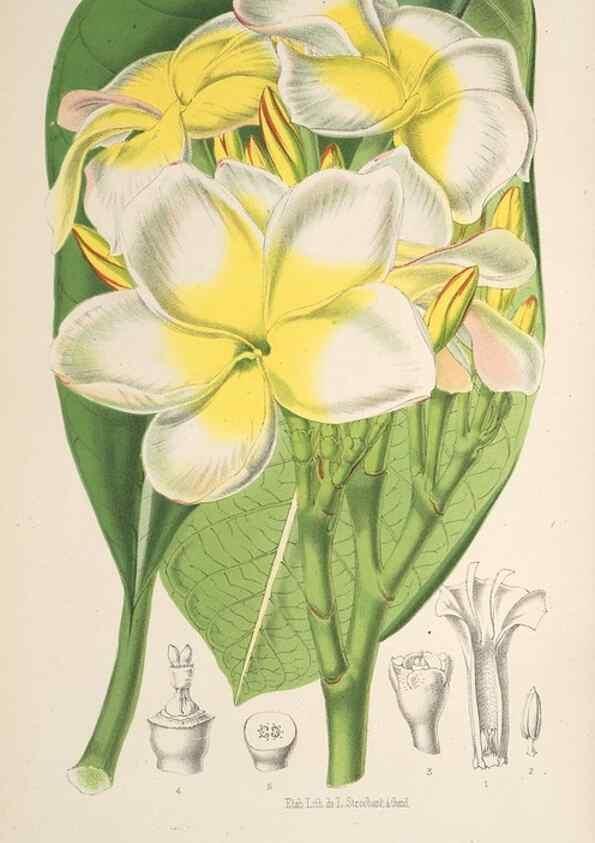 Reproducción/Reproduction 49690644641: L'Illustration horticole :. Gand, Belgium :Imprimerie et lithographie de F. et E. Gyselnyck,1854-1896.. 