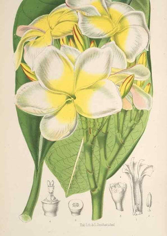 Reproducción/Reproduction 49690644641: L'Illustration horticole :. Gand, Belgium :Imprimerie et lithographie de F. et E. Gyselnyck,1854-1896.. 