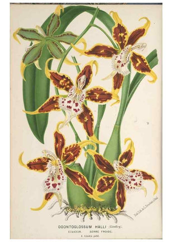 Reproducción/Reproduction 49690110828: L'Illustration horticole :. Gand, Belgium :Imprimerie et lithographie de F. et E. Gyselnyck,1854-1896.. 
