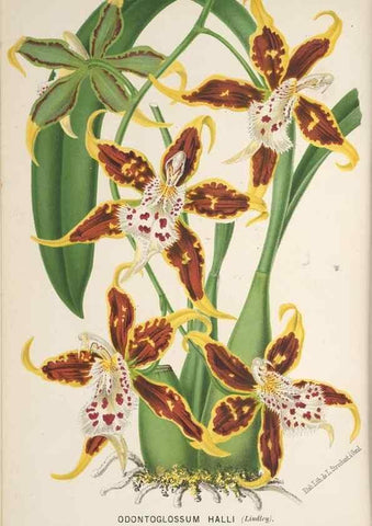 Reproducción/Reproduction 49690110828: L'Illustration horticole :. Gand, Belgium :Imprimerie et lithographie de F. et E. Gyselnyck,1854-1896.. 