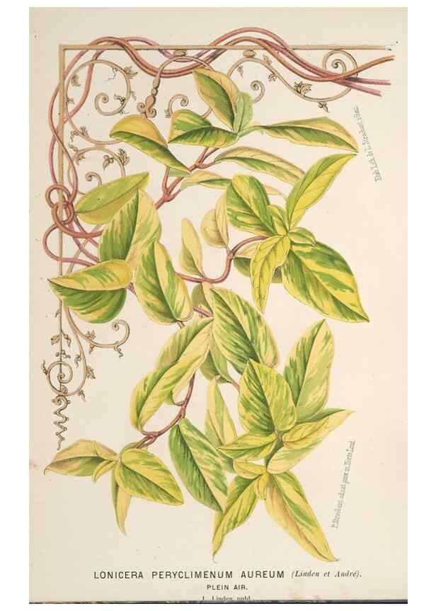 Reproducción/Reproduction 49690645226: L'Illustration horticole :. Gand, Belgium :Imprimerie et lithographie de F. et E. Gyselnyck,1854-1896.. 