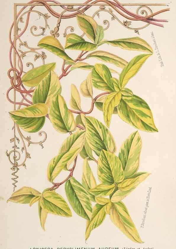 Reproducción/Reproduction 49690645226: L'Illustration horticole :. Gand, Belgium :Imprimerie et lithographie de F. et E. Gyselnyck,1854-1896.. 