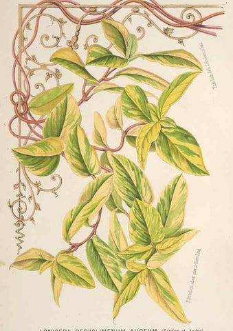 Reproducción/Reproduction 49690645226: L'Illustration horticole :. Gand, Belgium :Imprimerie et lithographie de F. et E. Gyselnyck,1854-1896.. 