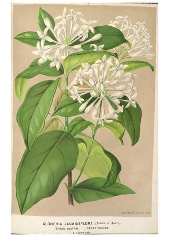 Reproducción/Reproduction 49690955047: L'Illustration horticole :. Gand, Belgium :Imprimerie et lithographie de F. et E. Gyselnyck,1854-1896.. 