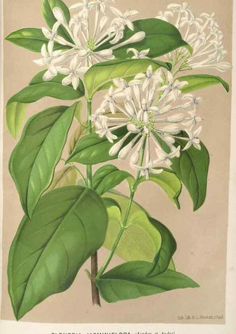 Reproducción/Reproduction 49690955047: L'Illustration horticole :. Gand, Belgium :Imprimerie et lithographie de F. et E. Gyselnyck,1854-1896.. 