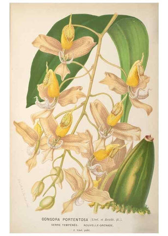 Reproducción/Reproduction 49690111613: L'Illustration horticole :. Gand, Belgium :Imprimerie et lithographie de F. et E. Gyselnyck,1854-1896.. 