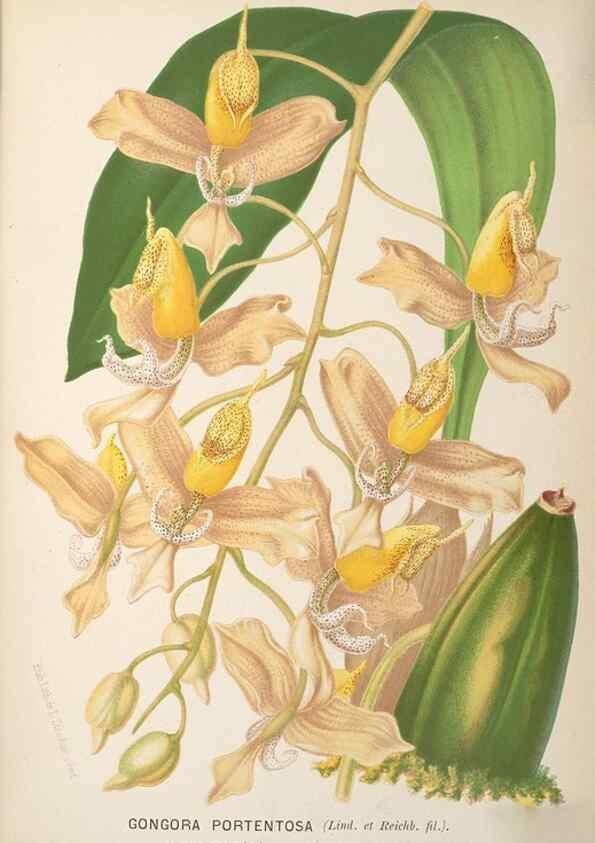 Reproducción/Reproduction 49690111613: L'Illustration horticole :. Gand, Belgium :Imprimerie et lithographie de F. et E. Gyselnyck,1854-1896.. 