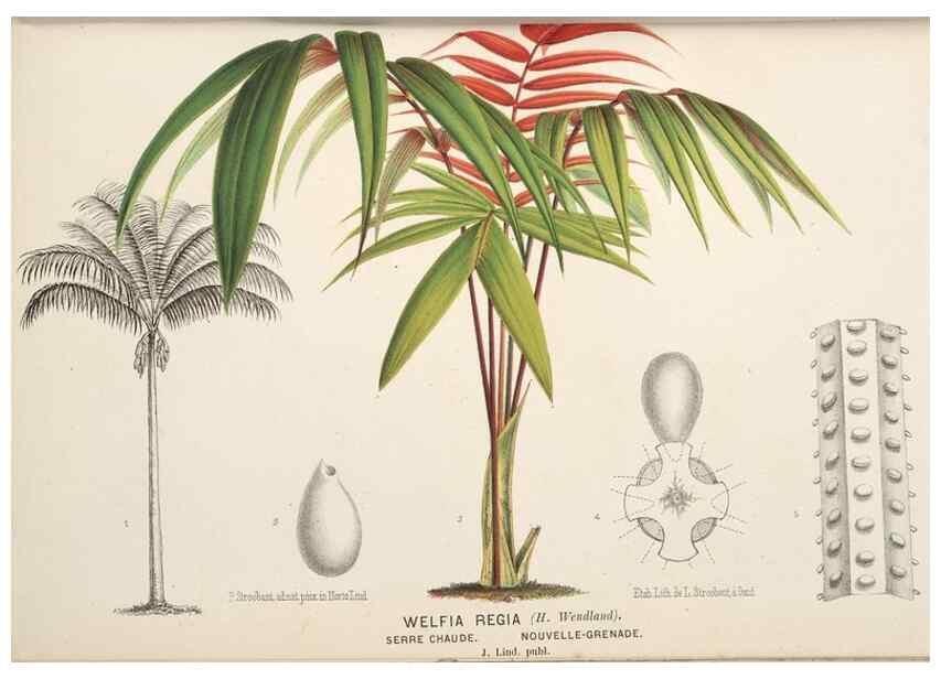 Reproducción/Reproduction 49690955577: L'Illustration horticole :. Gand, Belgium :Imprimerie et lithographie de F. et E. Gyselnyck,1854-1896.. 