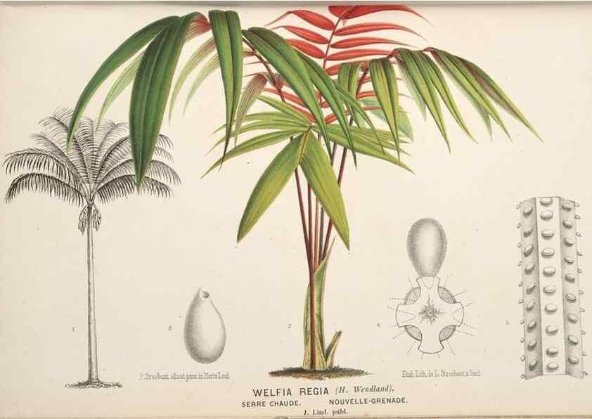 Reproducción/Reproduction 49690955577: L'Illustration horticole :. Gand, Belgium :Imprimerie et lithographie de F. et E. Gyselnyck,1854-1896.. 