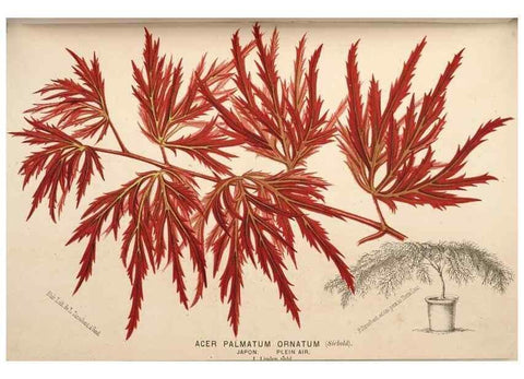 Reproducción/Reproduction 49690604011: L'Illustration horticole :. Gand, Belgium :Imprimerie et lithographie de F. et E. Gyselnyck,1854-1896.. 