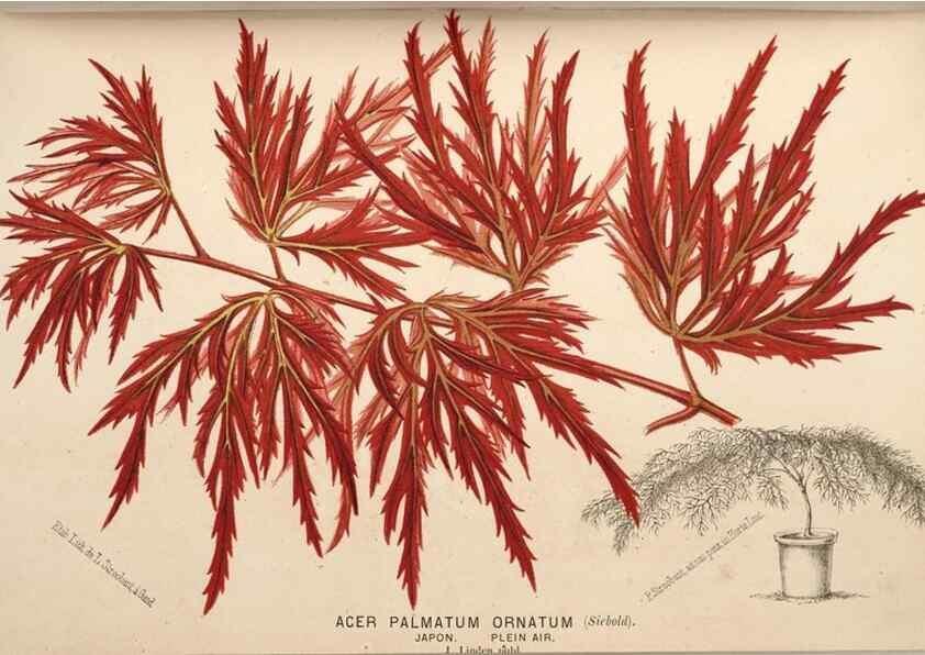 Reproducción/Reproduction 49690604011: L'Illustration horticole :. Gand, Belgium :Imprimerie et lithographie de F. et E. Gyselnyck,1854-1896.. 