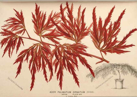 Reproducción/Reproduction 49690604011: L'Illustration horticole :. Gand, Belgium :Imprimerie et lithographie de F. et E. Gyselnyck,1854-1896.. 