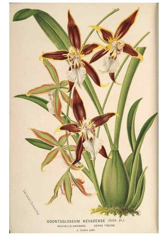 Reproducción/Reproduction 49690603796: L'Illustration horticole :. Gand, Belgium :Imprimerie et lithographie de F. et E. Gyselnyck,1854-1896.. 