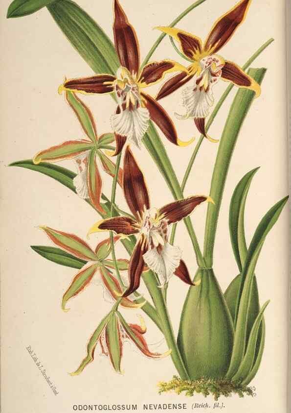 Reproducción/Reproduction 49690603796: L'Illustration horticole :. Gand, Belgium :Imprimerie et lithographie de F. et E. Gyselnyck,1854-1896.. 