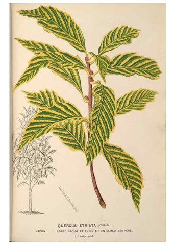 Reproducción/Reproduction 49690603416: L'Illustration horticole :. Gand, Belgium :Imprimerie et lithographie de F. et E. Gyselnyck,1854-1896.. 