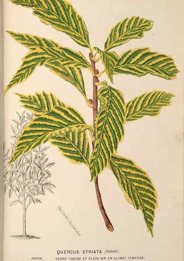 Reproducción/Reproduction 49690603416: L'Illustration horticole :. Gand, Belgium :Imprimerie et lithographie de F. et E. Gyselnyck,1854-1896.. 