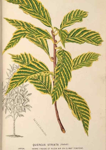 Reproducción/Reproduction 49690603416: L'Illustration horticole :. Gand, Belgium :Imprimerie et lithographie de F. et E. Gyselnyck,1854-1896.. 