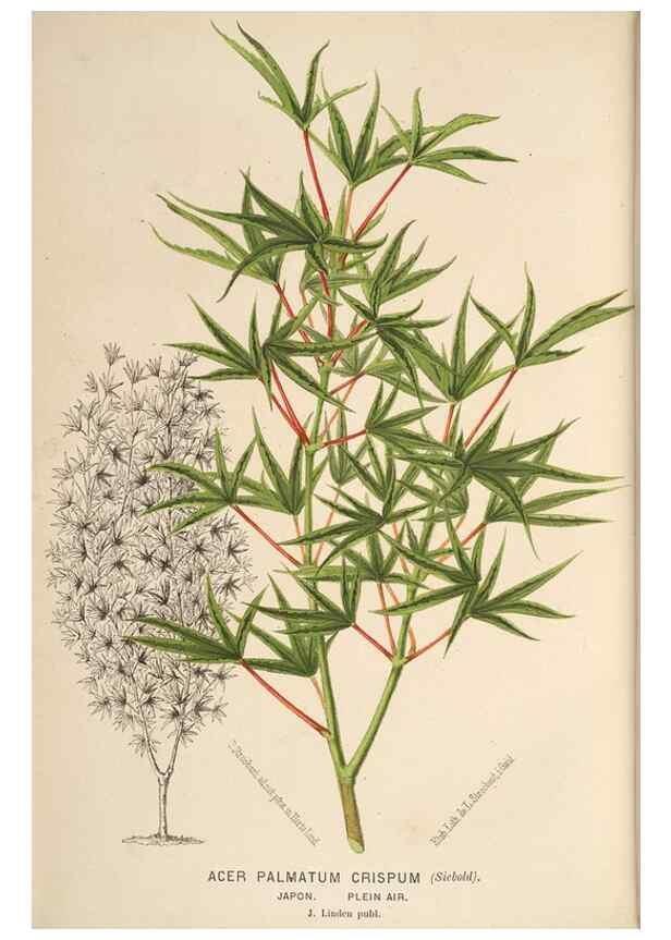 Reproducción/Reproduction 49690602976: L'Illustration horticole :. Gand, Belgium :Imprimerie et lithographie de F. et E. Gyselnyck,1854-1896.. 