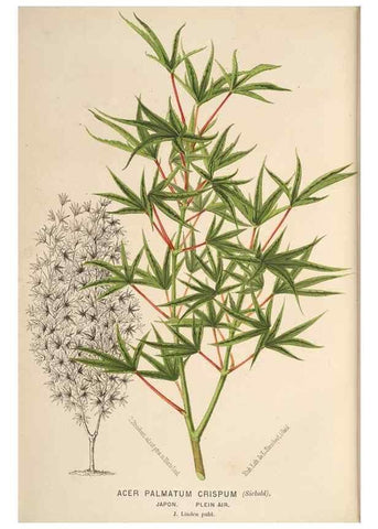 Reproducción/Reproduction 49690602976: L'Illustration horticole :. Gand, Belgium :Imprimerie et lithographie de F. et E. Gyselnyck,1854-1896.. 