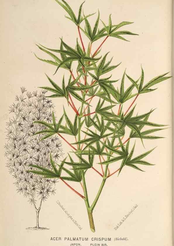Reproducción/Reproduction 49690602976: L'Illustration horticole :. Gand, Belgium :Imprimerie et lithographie de F. et E. Gyselnyck,1854-1896.. 