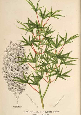 Reproducción/Reproduction 49690602976: L'Illustration horticole :. Gand, Belgium :Imprimerie et lithographie de F. et E. Gyselnyck,1854-1896.. 