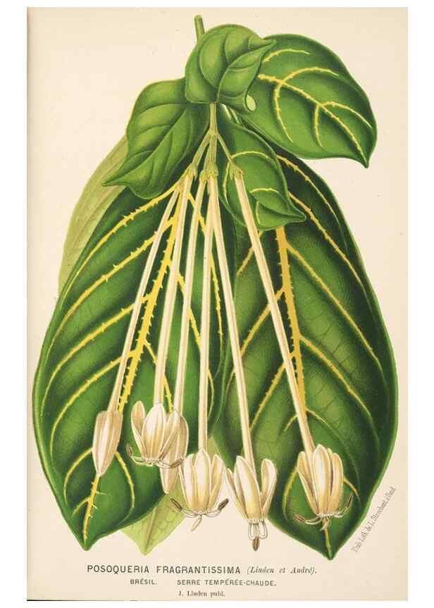 Reproducción/Reproduction 49690064088: L'Illustration horticole :. Gand, Belgium :Imprimerie et lithographie de F. et E. Gyselnyck,1854-1896.. 
