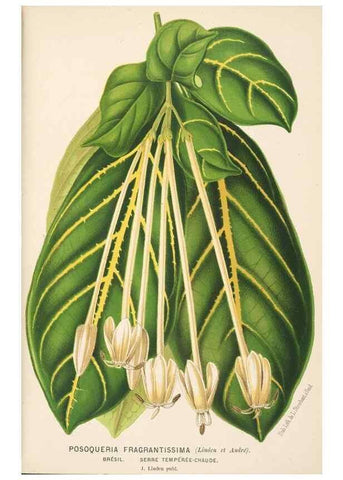 Reproducción/Reproduction 49690064088: L'Illustration horticole :. Gand, Belgium :Imprimerie et lithographie de F. et E. Gyselnyck,1854-1896.. 
