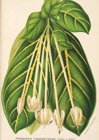 Reproducción/Reproduction 49690064088: L'Illustration horticole :. Gand, Belgium :Imprimerie et lithographie de F. et E. Gyselnyck,1854-1896.. 